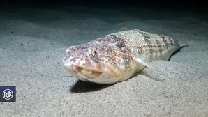 Poisson-lézard rayé