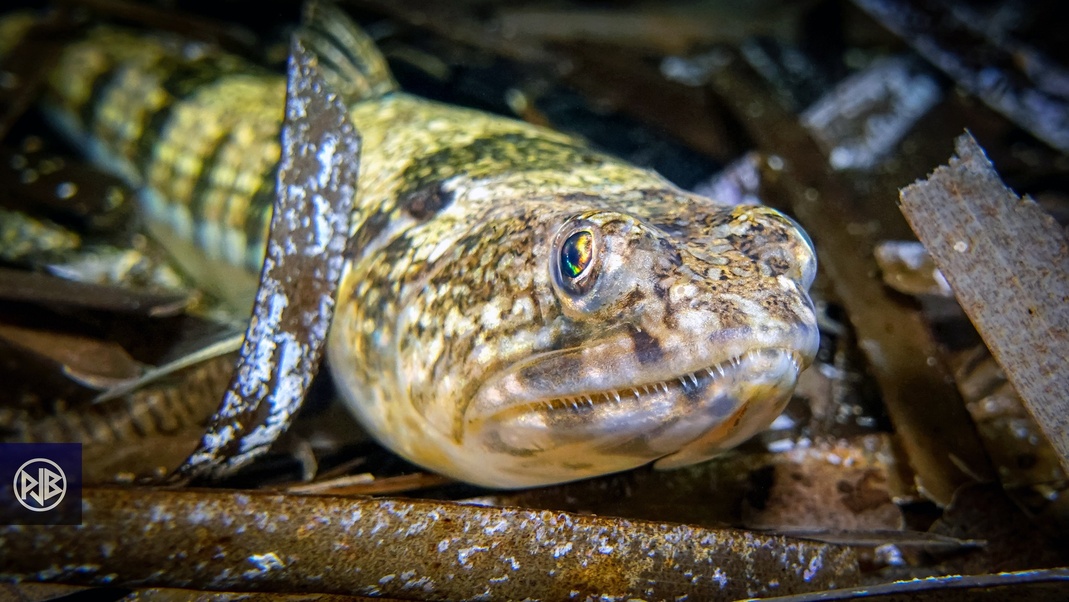 Poisson-lézard rayé
