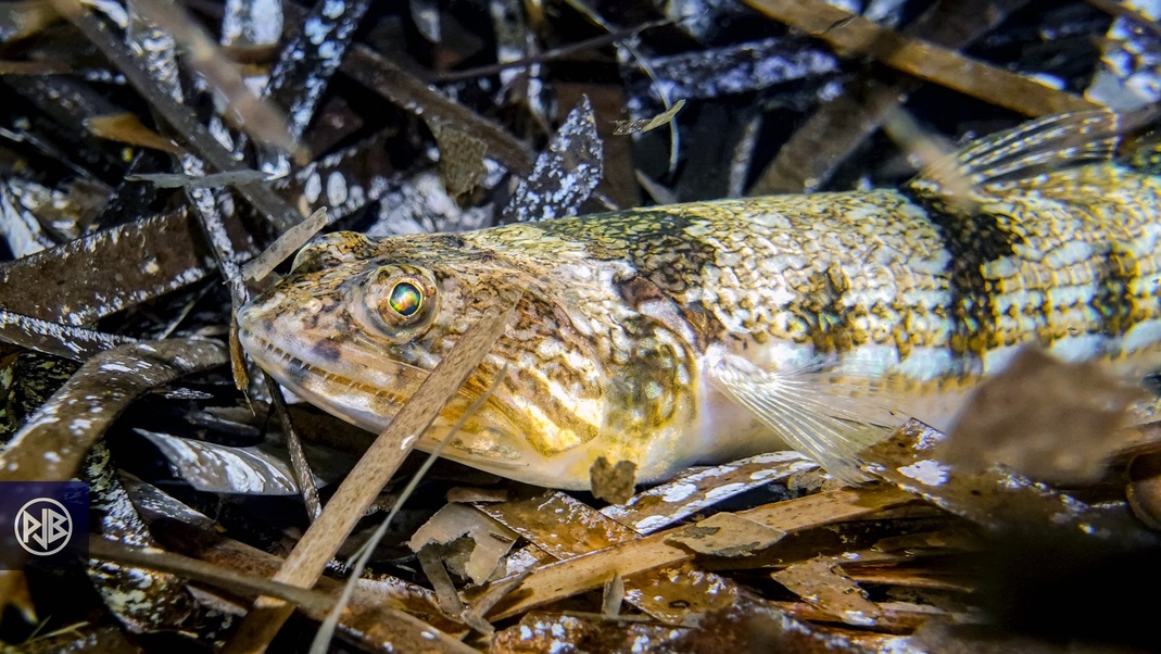 Poisson-lézard rayé