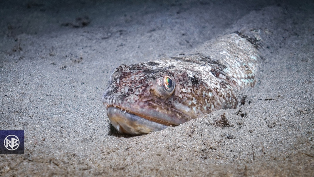 Poisson-lézard rayé