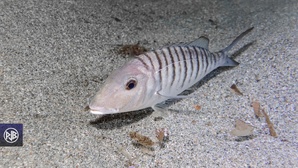 Marbré / Murmura
