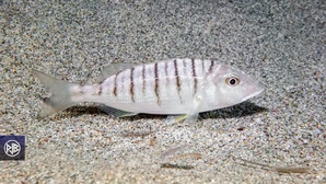 Marbré / Murmura