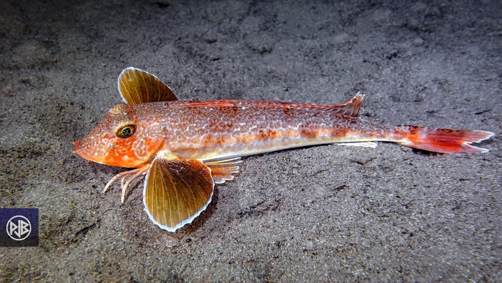 Grondin-morrude / Galinetta imperiale Grondin-morrude / Galinetta imperiale