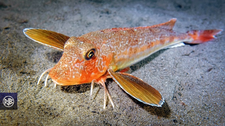 Grondin-morrude / Galinetta imperiale Grondin-morrude / Galinetta imperiale