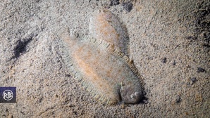 Petite sole jaune Petite sole jaune