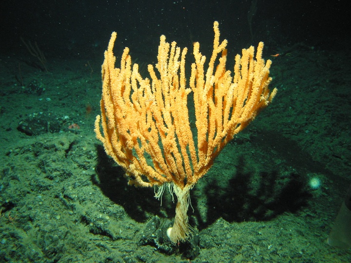 Cnidaires