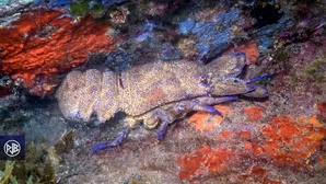 Arthropodes Arthropodes