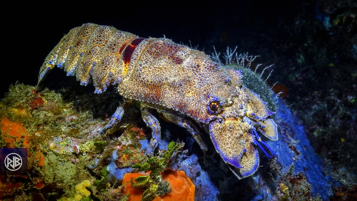 Arthropodes Arthropodes