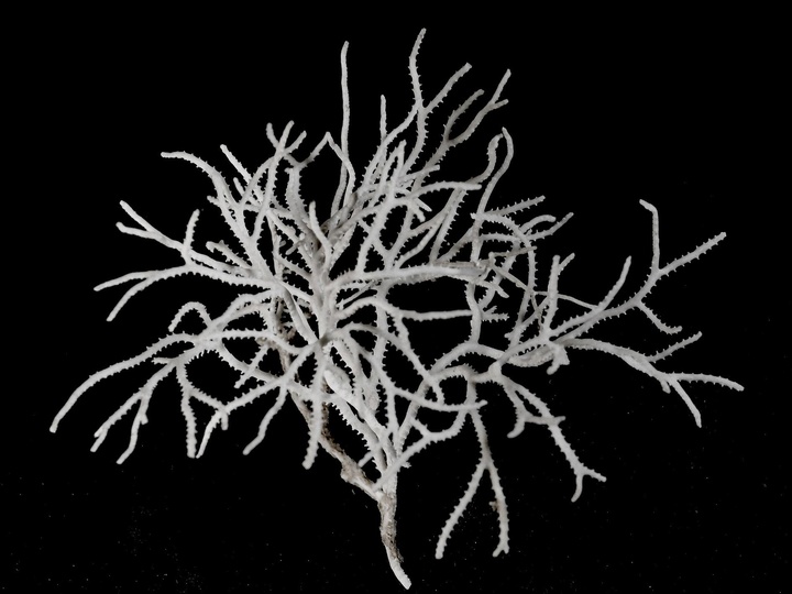 Bryozoaires