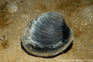 Mollusques bivalves