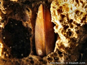 Mollusques bivalves