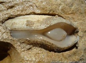 Mollusques bivalves