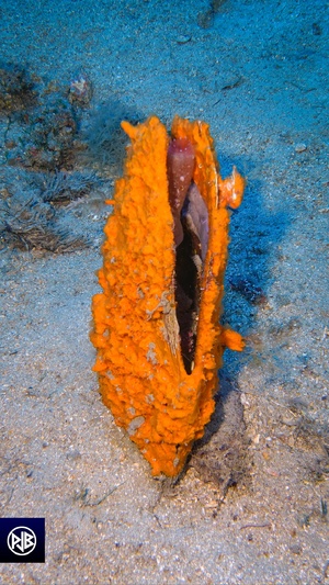 Mollusques bivalves