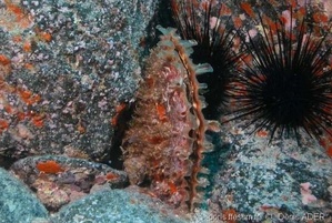 Mollusques bivalves