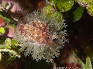 Mollusques gastéropodes Mollusques gastéropodes