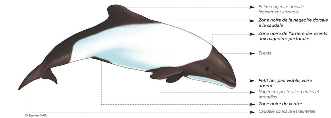  CÉTACÉS - ODONTOCÈTES - Delphinidés