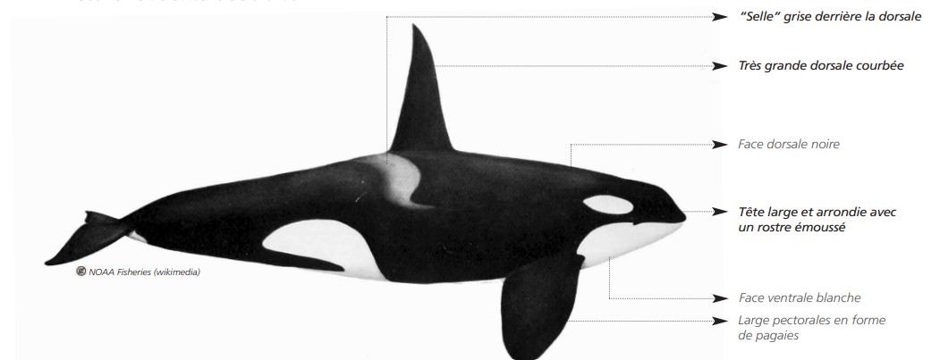  CÉTACÉS - ODONTOCÈTES - Delphinidés