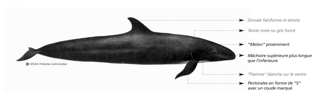 CÉTACÉS - ODONTOCÈTES - Delphinidés  CÉTACÉS - ODONTOCÈTES - Delphinidés