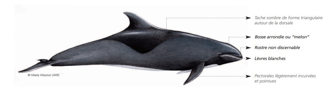 CÉTACÉS - ODONTOCÈTES - Delphinidés  CÉTACÉS - ODONTOCÈTES - Delphinidés
