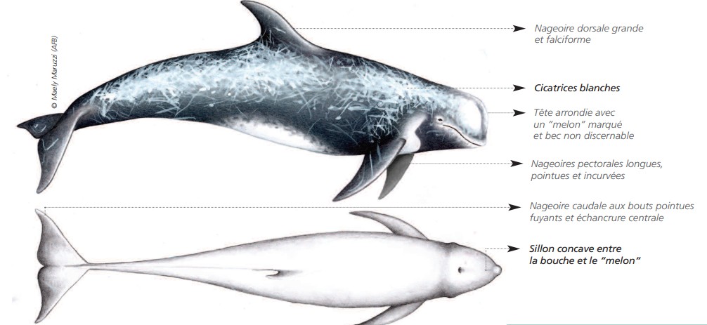  CÉTACÉS - ODONTOCÈTES - Delphinidés