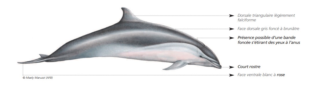  CÉTACÉS - ODONTOCÈTES - Delphinidés