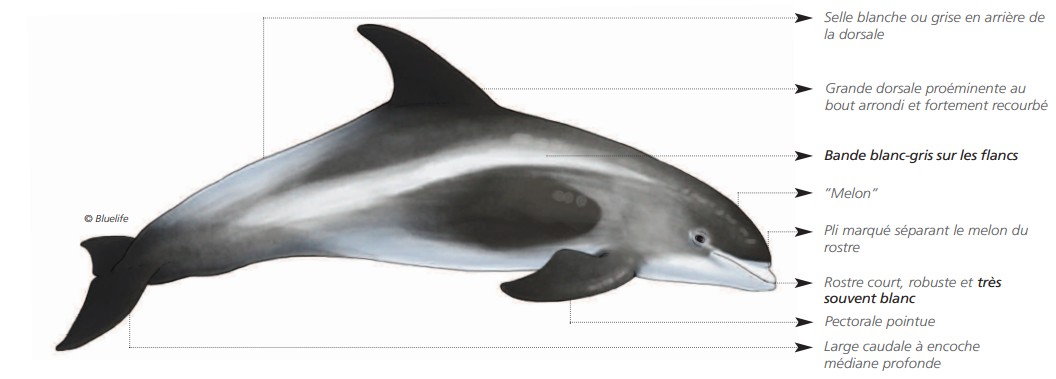  CÉTACÉS - ODONTOCÈTES - Delphinidés