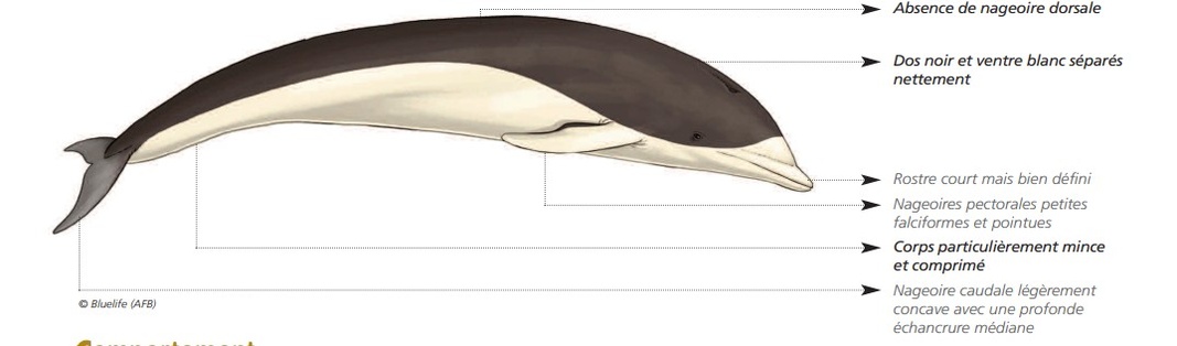 CÉTACÉS - ODONTOCÈTES - Delphinidés  CÉTACÉS - ODONTOCÈTES - Delphinidés