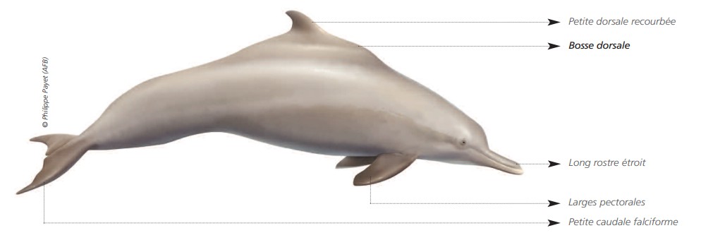  CÉTACÉS - ODONTOCÈTES - Delphinidés