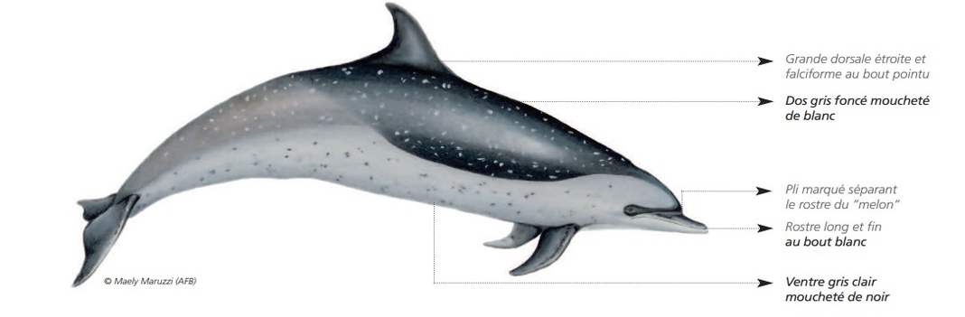  CÉTACÉS - ODONTOCÈTES - Delphinidés