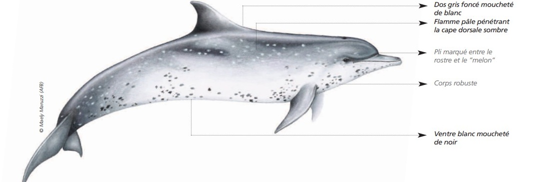  CÉTACÉS - ODONTOCÈTES - Delphinidés