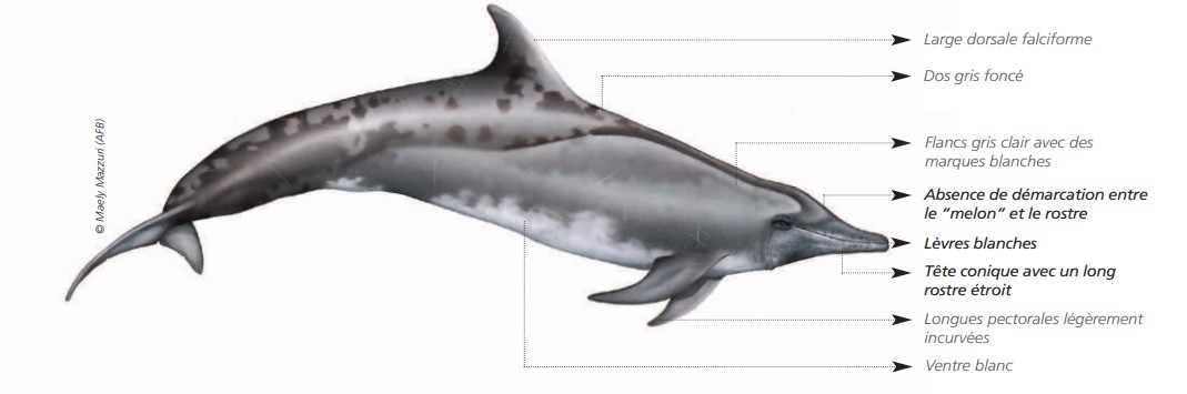  CÉTACÉS - ODONTOCÈTES - Delphinidés