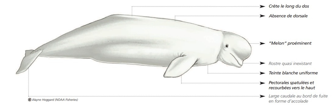 Cétacés - Odontocètes - Monodontidés et Physétéridés
