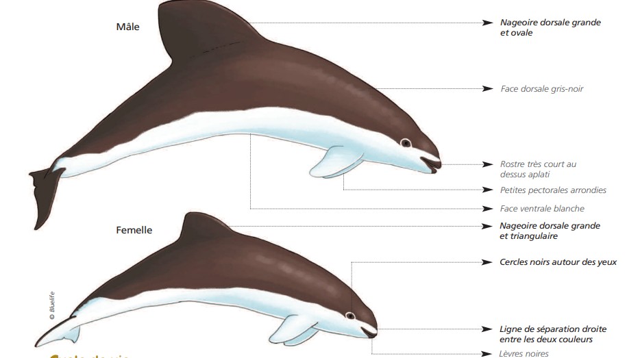 Cétacés - Odontocètes - Monodontidés et Physétéridés