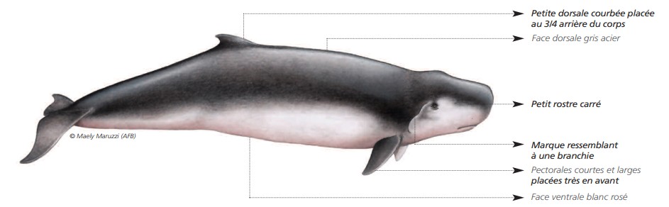 Cétacés - Odontocètes - Monodontidés et Physétéridés