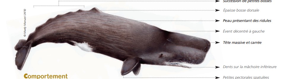 Cétacés - Odontocètes - Monodontidés et Physétéridés Cétacés - Odontocètes - Monodontidés et Physétéridés