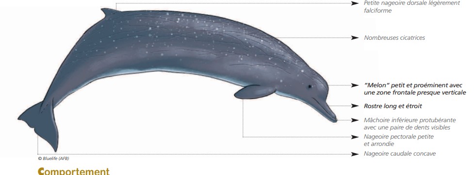 Cétacés - Odontocètes - Ziphidés