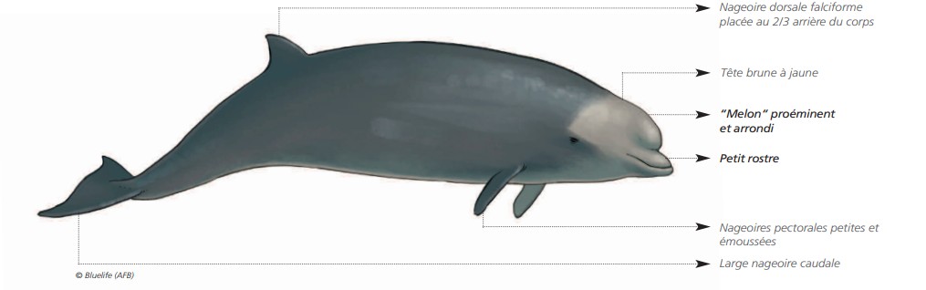 Cétacés - Odontocètes - Ziphidés