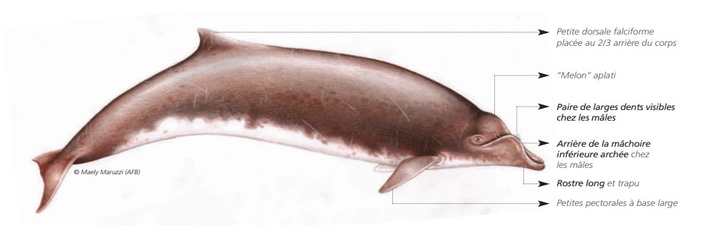 Cétacés - Odontocètes - Ziphidés Cétacés - Odontocètes - Ziphidés