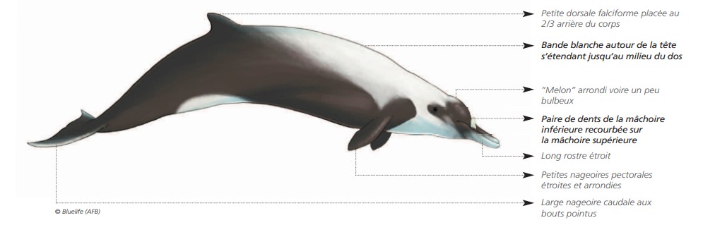 Cétacés - Odontocètes - Ziphidés