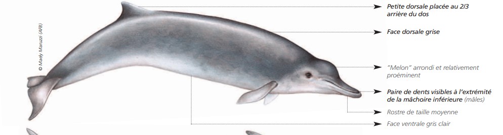 Cétacés - Odontocètes - Ziphidés Cétacés - Odontocètes - Ziphidés
