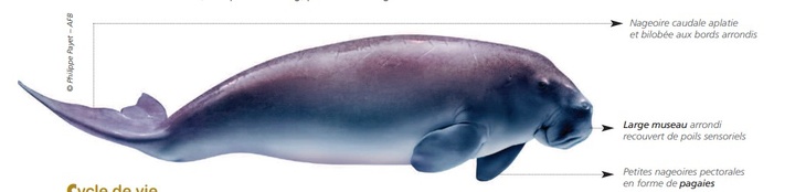 Cétacés - Siréniens