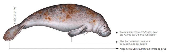 Cétacés - Siréniens