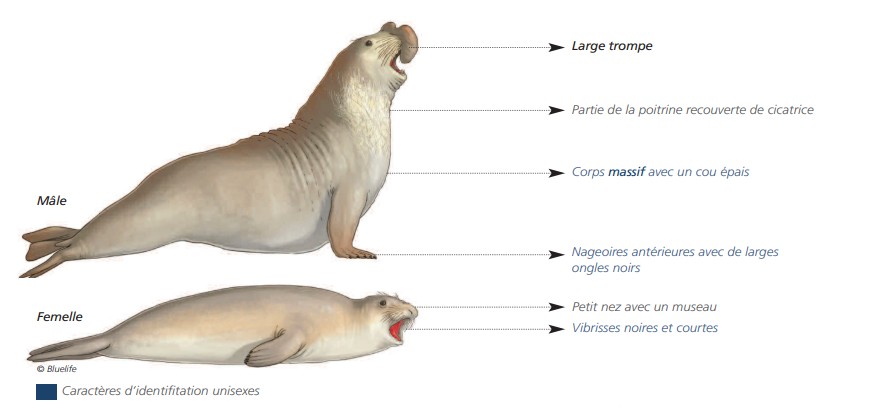 Cétacés - Pinnipèdes