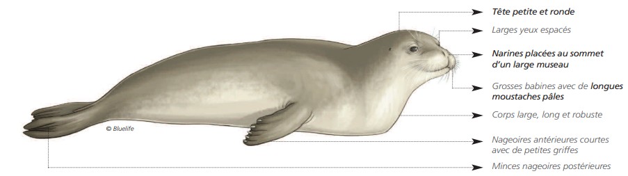 Cétacés - Pinnipèdes Cétacés - Pinnipèdes