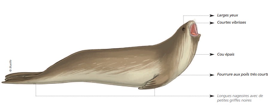 Cétacés - Pinnipèdes
