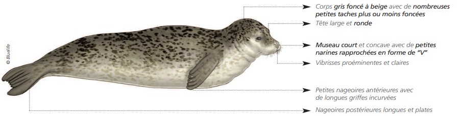 Cétacés - Pinnipèdes Cétacés - Pinnipèdes