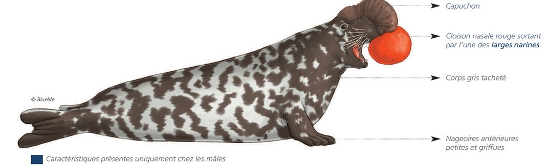 Cétacés - Pinnipèdes