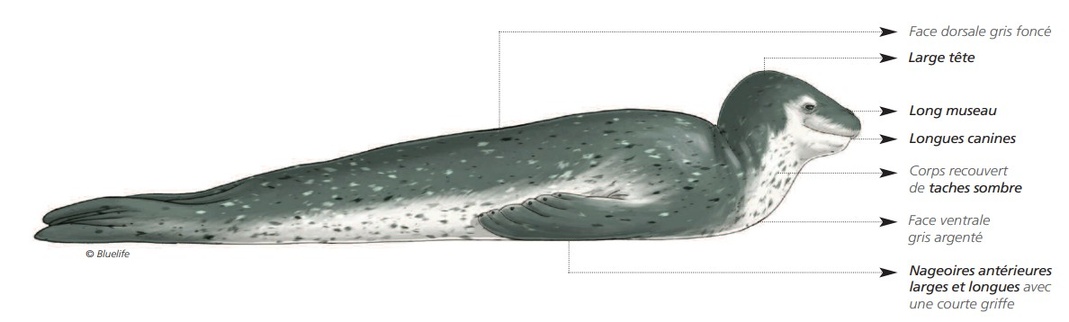 Cétacés - Pinnipèdes