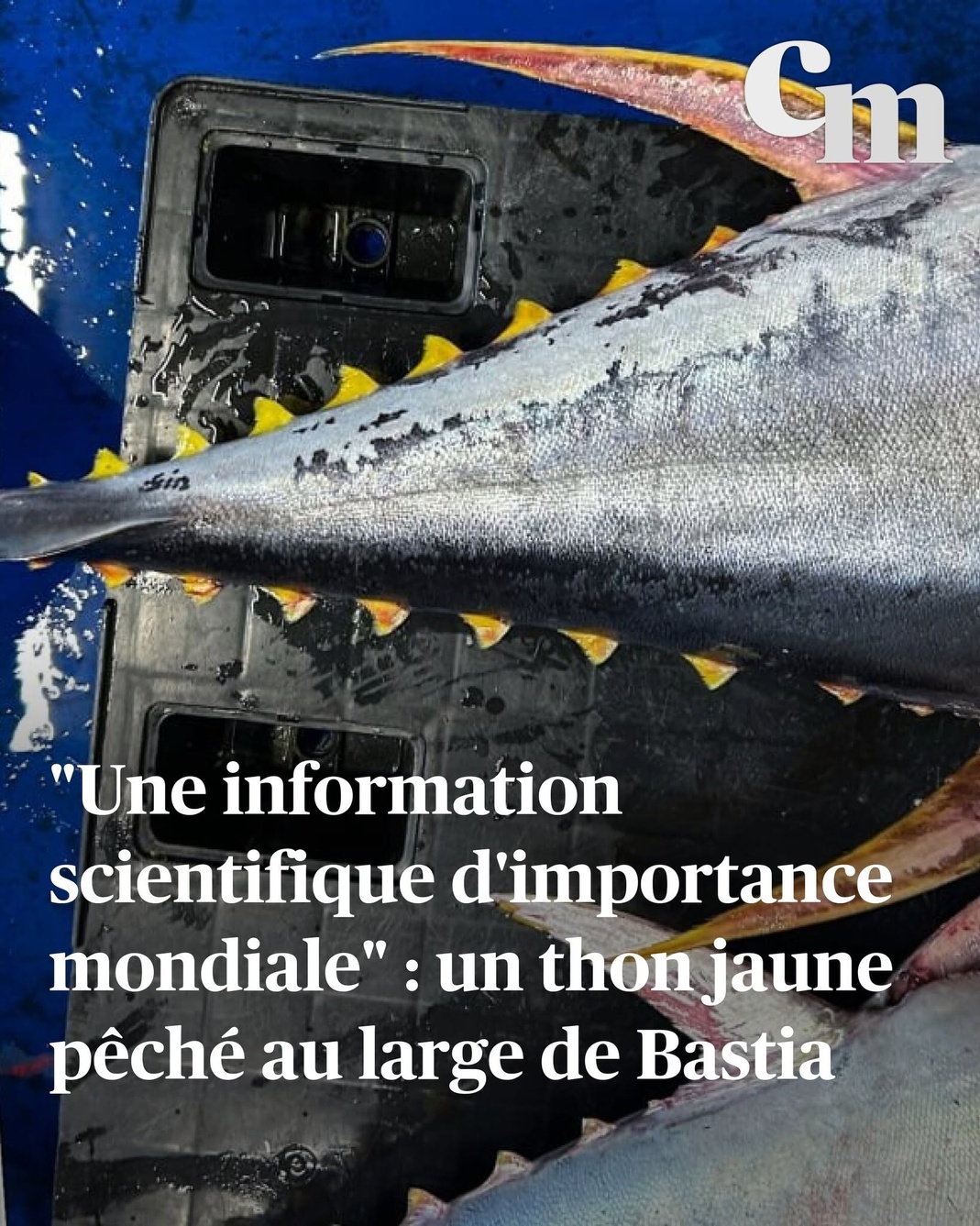 Thon jaune capturé à Bastia