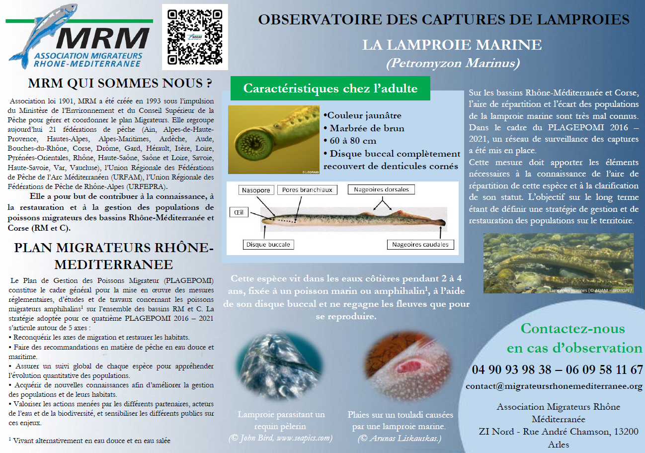 La lamproie et sa capture